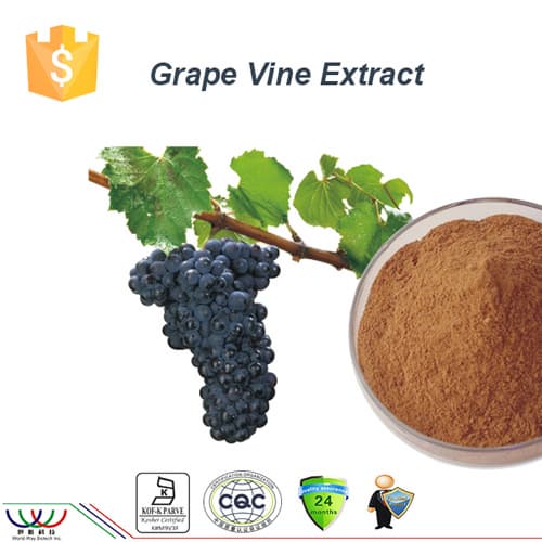 Pure natural  antioxidant trans resvertrol grapevine extract